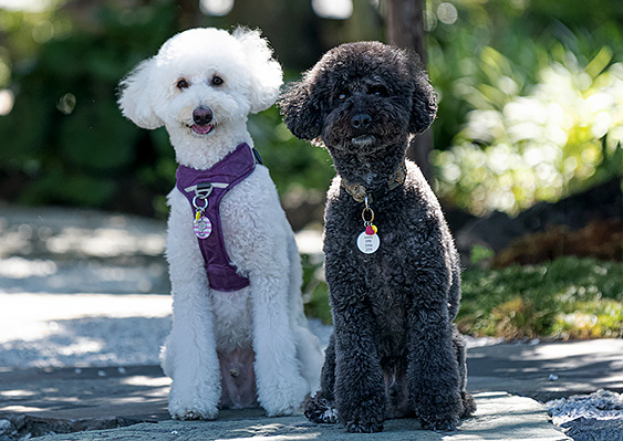 Pet Charm Tagイメージ