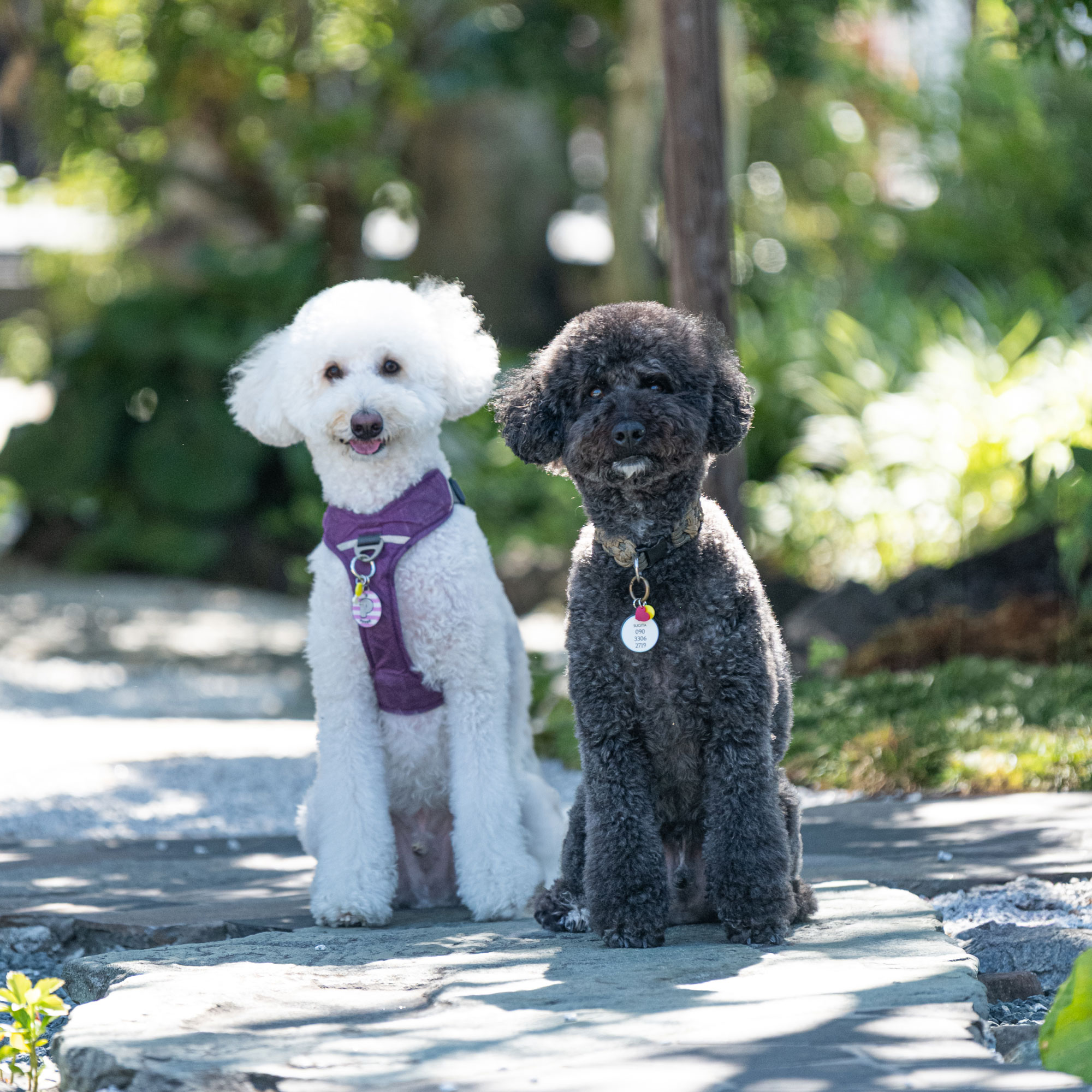 Pet Charm Tag Large(ペットチャーム・タグ・ラージ)